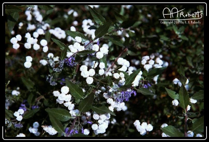 Moutain Laural.jpg - This comes from the back of my house. One year it looked like a field of floral snow.